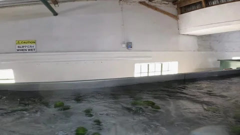 Avocados float past in washing flume inside food processing facility Stock Footage 342808285