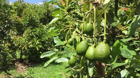 Avocados growing on trees in an orchard in south america Stock Footage