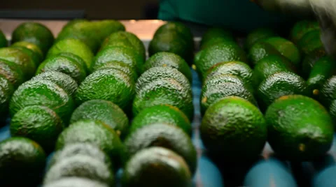Avocados hass rolling in packaging line Stock Footage 36361629