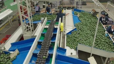 Avocados Moving Across Multiple Conveyor Belts in Automated Packing Facility Stock Footage 339975802