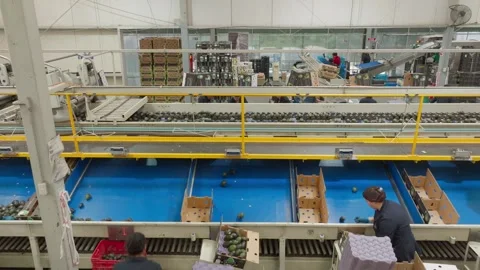 Avocados Moving on Elevated Conveyor Through Busy Packing Facility Stock Footage 339976410