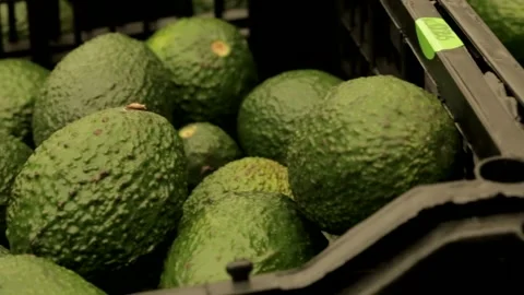 Avocados in plastic boxes Stock Footage