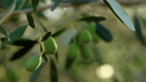 Avocados starting to form Stock Footage 56238086