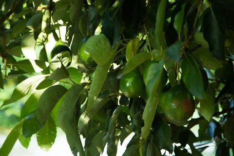 Avocados on tree limb Stock Photos