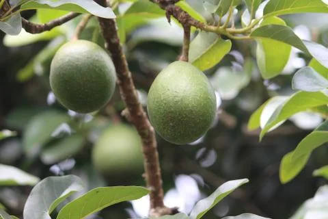 Avocados in a tree Stock Photos