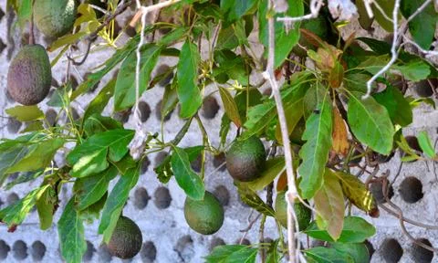 Avocados on a tree Фото