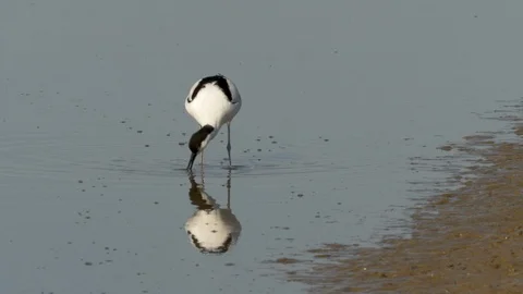 Avocet 7e Recurvirostra avosetta using upturned bill to fing food Video stock 120212900