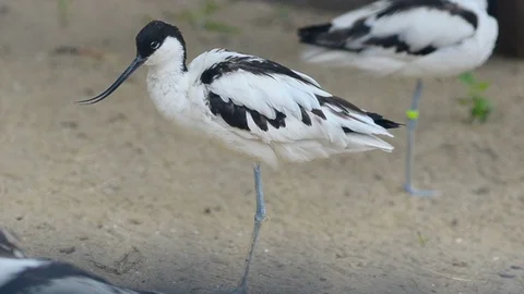 Avocet bird cleans feathers Stock Footage 90337356