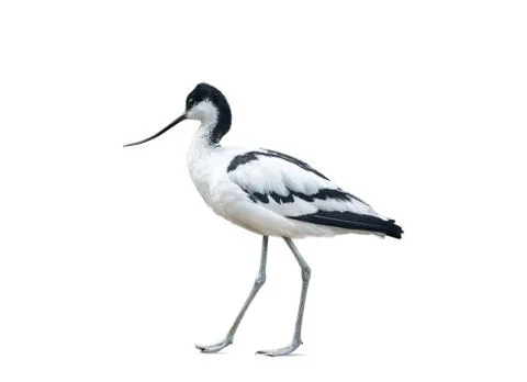 Avocet bird isolated on white Stock Photos