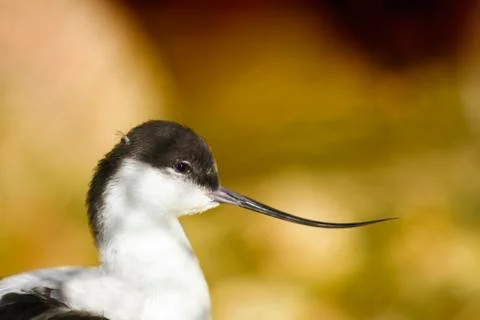 Avocet bird Stock Photos