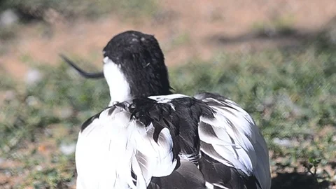 Avocet bird is resting Stock Footage 94407107