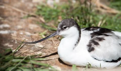 An Avocet in breeding Stock Photos