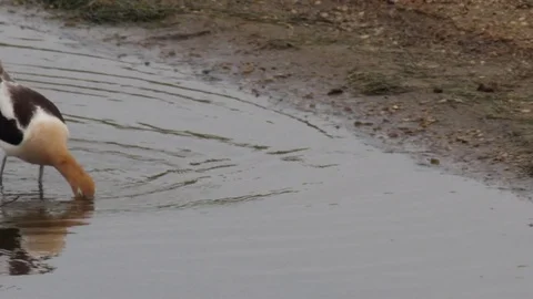 Avocet close feeding in pond Video stock 82181258