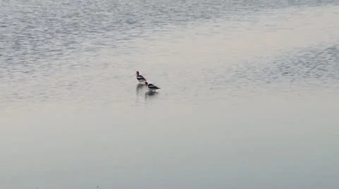 Avocet Stock Footage 21515085