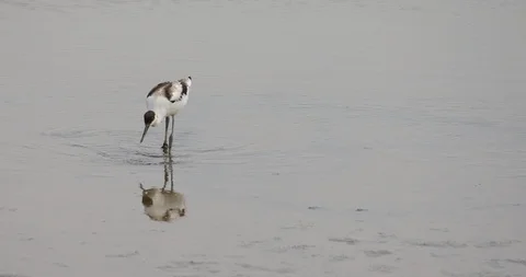 Avocet 库存影片 113081410