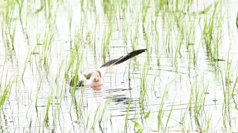 Avocet Stock Footage 150747874