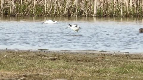Avocet foraging in water Stock Footage 11067287