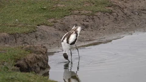 Avocet with a limp Vidéo 162553084