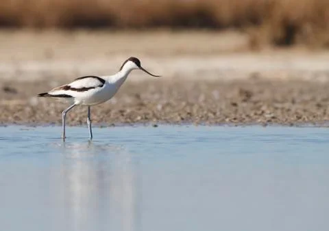 Avocet Stock Photos