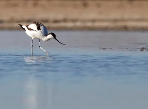 Avocet Stock Photos