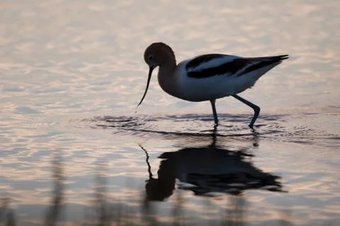 Avocet Фото