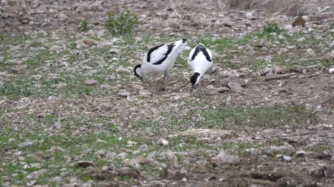 Avocet Recurvirostra avocetta pair preparing nest site Stock Footage 82665129
