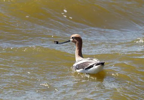 Avocet in Saskatchewan Stock Photos