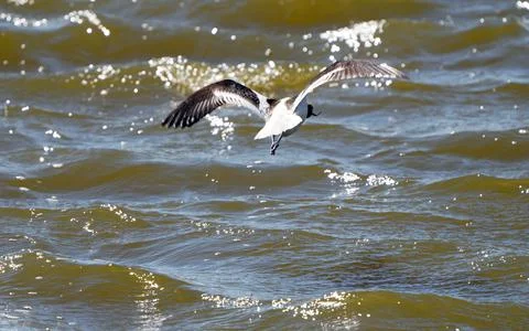 Avocet in Saskatchewan Stock Photos