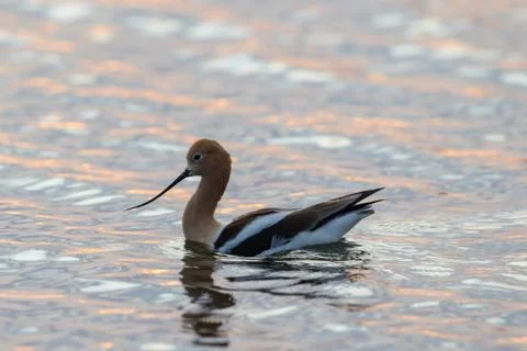 Avocet Sunset Фото