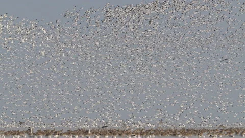 Avocet waddenzee 100 fr 4K Stock Footage 161814703