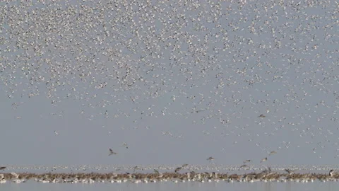 Avocet waddenzee 2 100 fr 4K Stock Footage 161814575