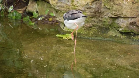 An avocet wadding bird Stock Footage 268758423