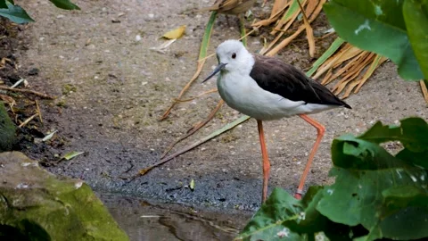 An avocet wading bird close up Stock Footage 256250538