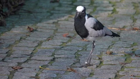 An avocet wading bird walking Stock Footage 294928565