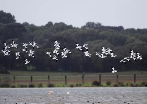 Avocets in flight Stock Photos