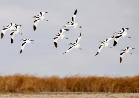 Avocets group Stock Photos