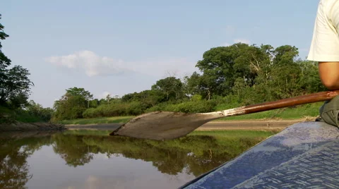 Avoiding fallen trees Stock Footage 40979654