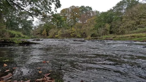 Avon River in Avon Gorge at West Lothian, Scotland Stock Footage 319468404