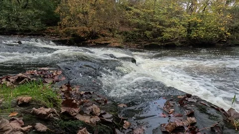 Avon River in Avon Gorge at West Lothian, Scotland Stock Footage 319468520