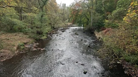 Avon River in Avon Gorge at West Lothian, Scotland Stock Footage 319468587