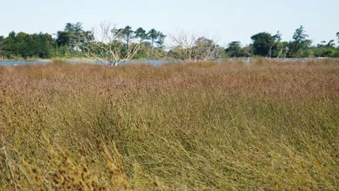 Avon River Still Wind Stock Footage 145784718