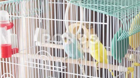 Awaiting Freedom - A Caged Yellow Beautiful Australian Parrot. Big colorful Stock Photos