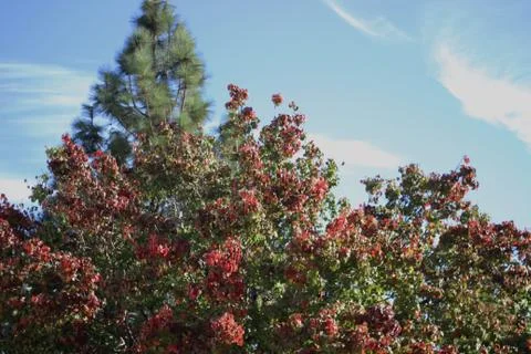 Awaiting Winter Stock Photos