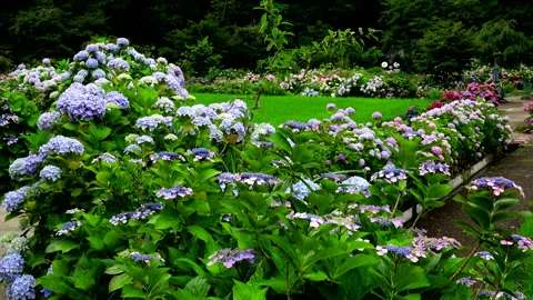 Awaji Hanazansui: Hydrangea Stock-Footage 332208375