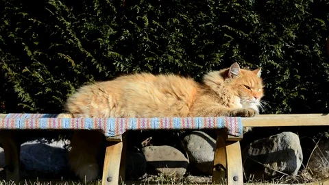Awake ginger cat lying on the garden Stock Footage 72699763