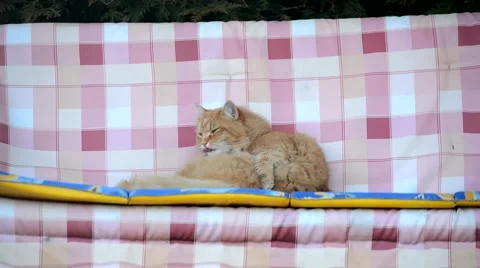 Awake ginger cat swinging on a swing Stock-Footage 48955766
