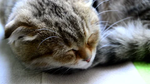 Awakened cat 動画素材 49195138