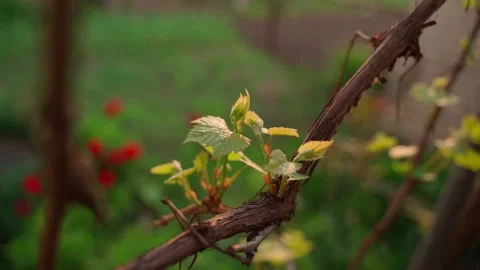 The awakened grape sprouts. Young vine leaves at sunset. Parallax Stock Footage 196881663