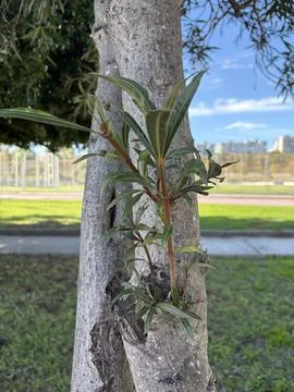 Awakening on the Bark Stock Photos