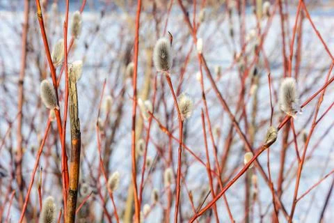 Awakening of nature in early spring Stock Photos